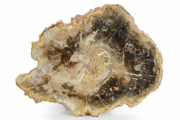 Polished Petrified Wood (Araucaria) Round - Madagascar #355316